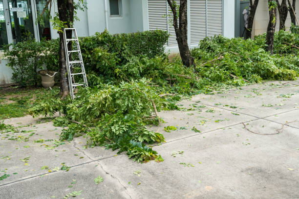 Tree Service Company in Pierson, FL